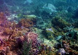 turtle skimming the reef,+  lots of fish but one oddly cu... by Rebecca Richardson 